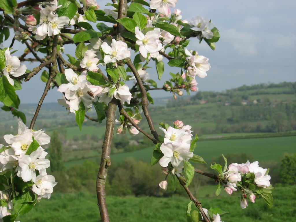 La Boursaie Bed & Breakfast Livarot-Pays-d'Auge Dış mekan fotoğraf